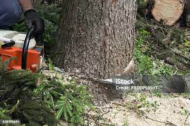 Best Lawn Pest Prevention  in Peosta, IA